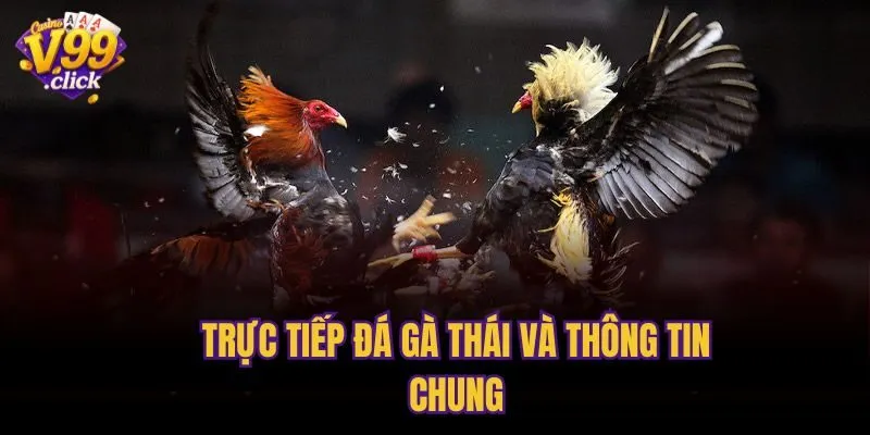Trực tiếp đá gà Thái và thông tin chung