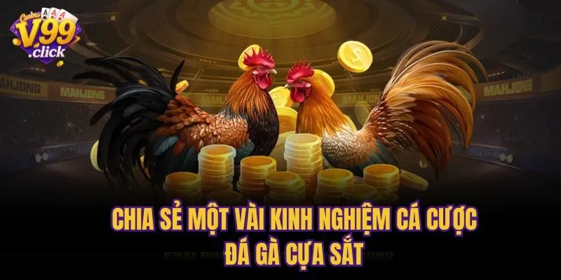 Chia sẻ một vài kinh nghiệm cá cược đá gà cựa sắt