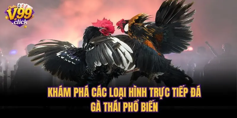 Khám phá các loại hình trực tiếp đá gà Thái phổ biến